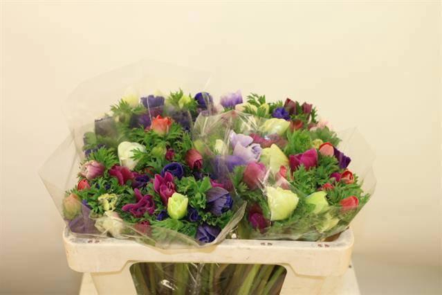 <h4>ANEM GEM BS</h4>