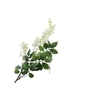 Wisteria White