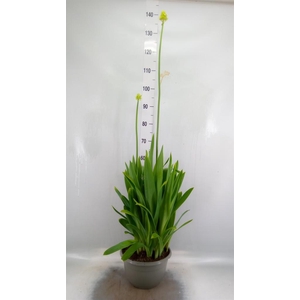 Ornithogalum saundersiae