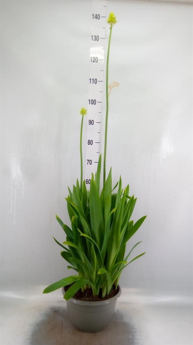 <h4>Ornithogalum saundersiae</h4>