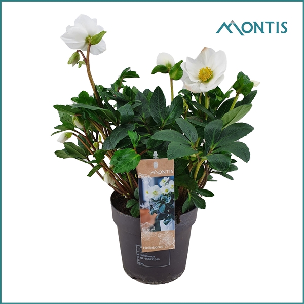 <h4>Helleborus Christmas Carol 15 cm XXL</h4>