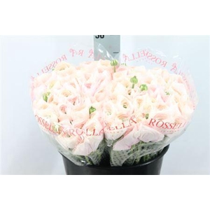 Ranunculus Cl Semi Hanoi X100