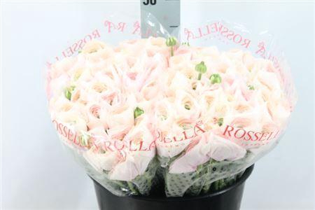<h4>Ranunculus Cl Semi Hanoi X100</h4>