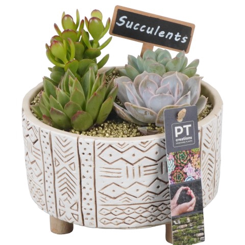 <h4>Opm Pt PTSU8486 Succ Beton Pot</h4>
