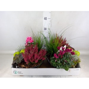 Arr.   Tuinplanten L%