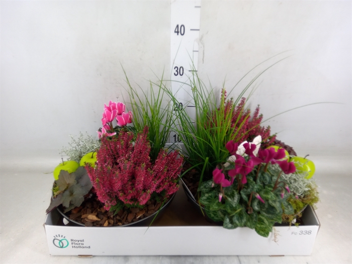 <h4>Arr.   Tuinplanten L%</h4>