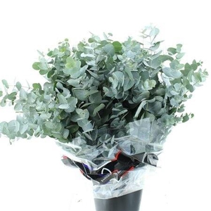 EUC CINEREA PER BOS