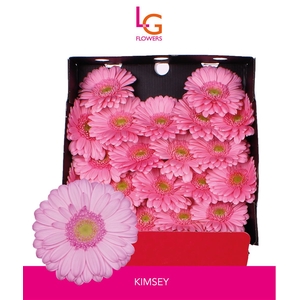 Germini Kimsey Diamond