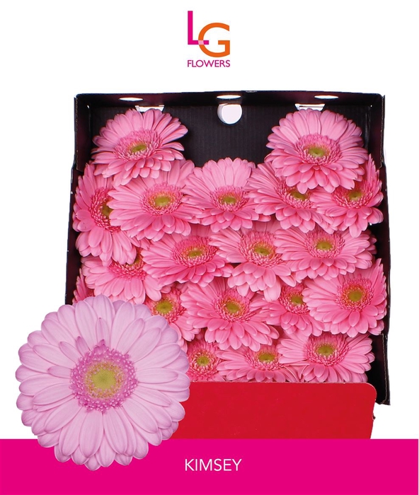 <h4>Ge Mi Kimsey - Fust 575</h4>
