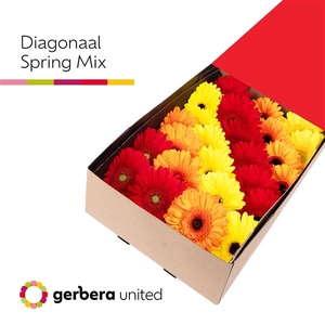 Ge Gr Mix Spring Box United