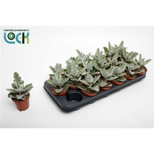 Kalanchoe Beharensis Light