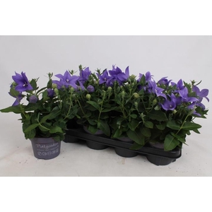 PLATYCO GR ASTRA BLU