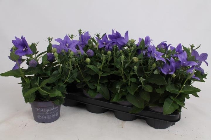 <h4>PLATYCO GR ASTRA BLU</h4>