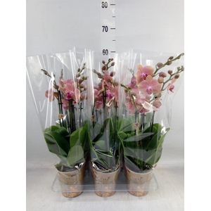 Phalaenopsis   ...orange