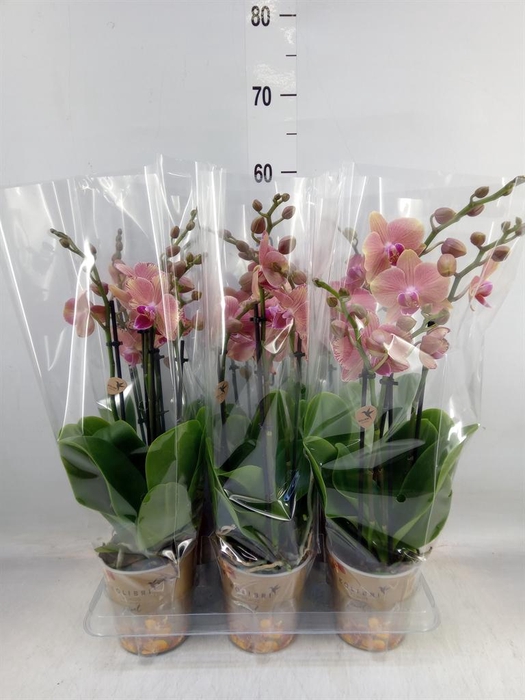 <h4>Phalaenopsis   ...orange</h4>