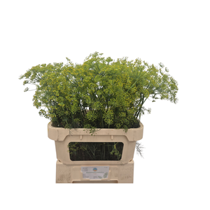 Anethum Graveolens Kramer