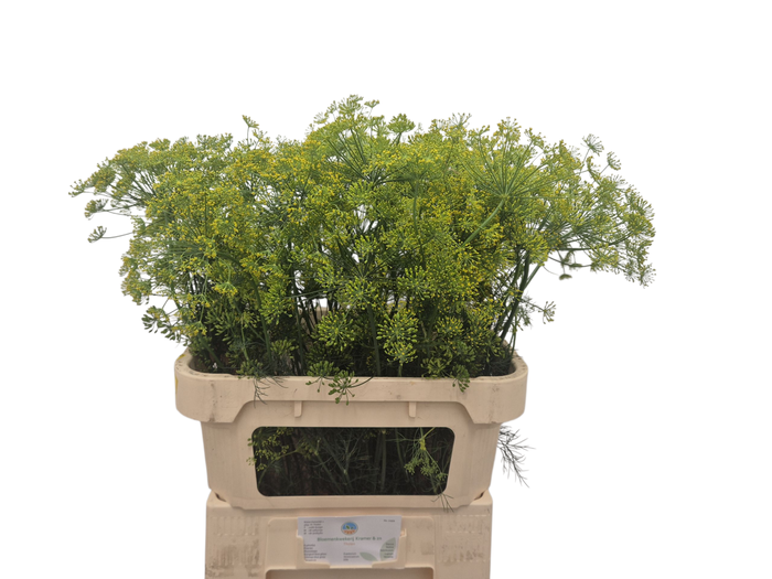 <h4>Anethum Graveolens Kramer</h4>