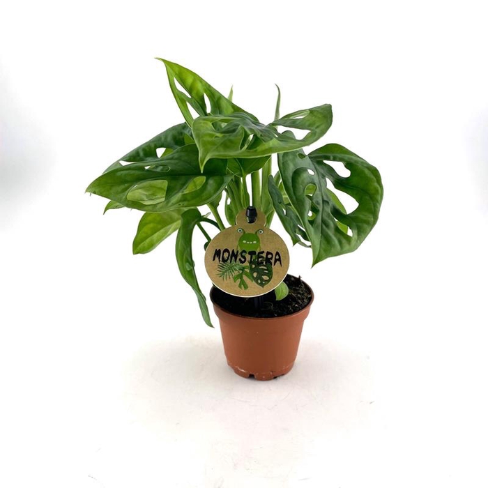 <h4>MONSTERA OBLIQUA P6</h4>