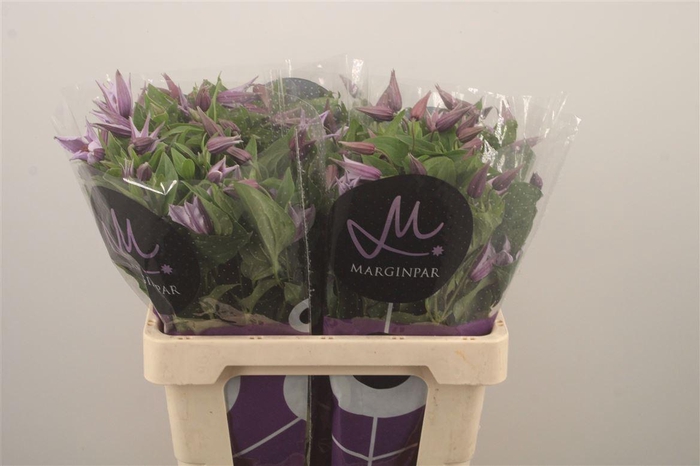 <h4>Clem Star River Lila</h4>