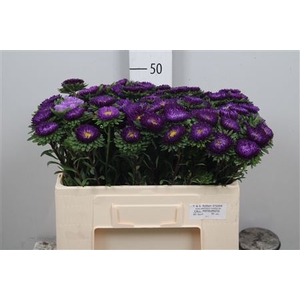 Callis Mats D Blauw