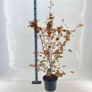 Acer palmatum Sangokaku