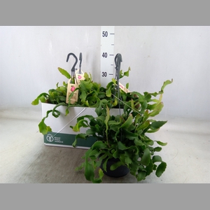 Epiphyllum guatem. var. monstrosa