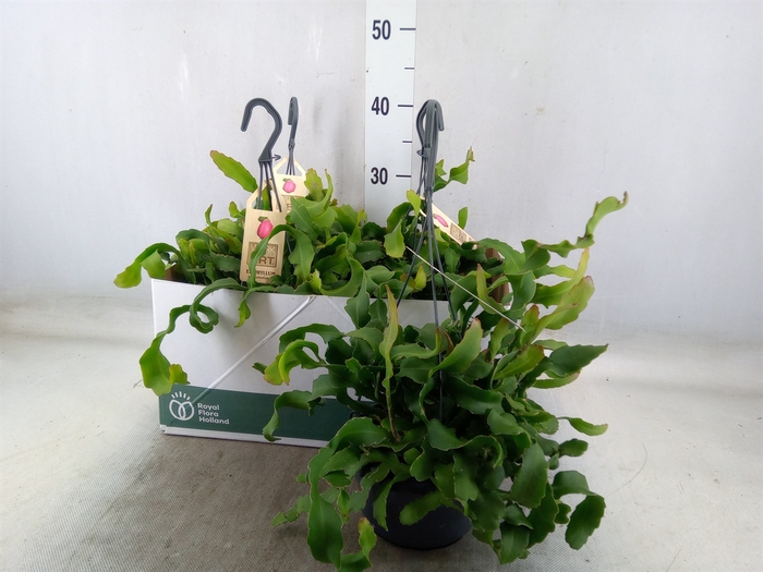 <h4>Epiphyllum guatem. var. monstrosa</h4>