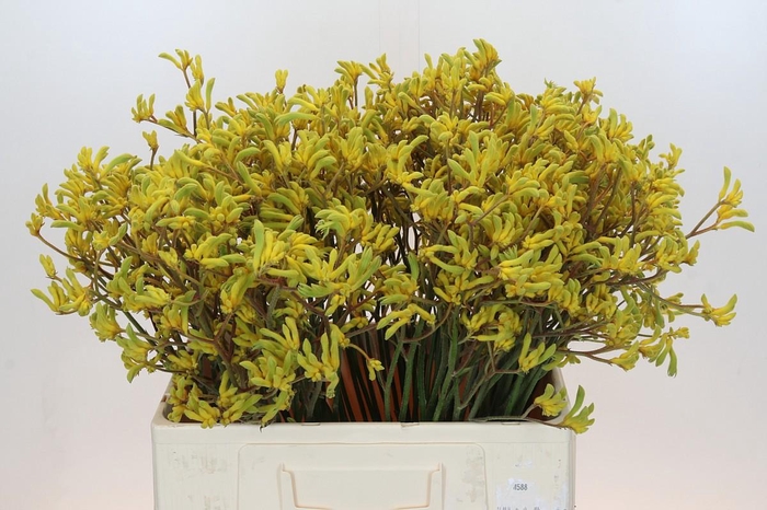 <h4>Anigozanthos Bush Down</h4>