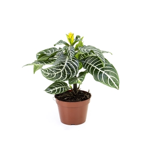 APHELANDRA COM FLOR P15 COM FLOR