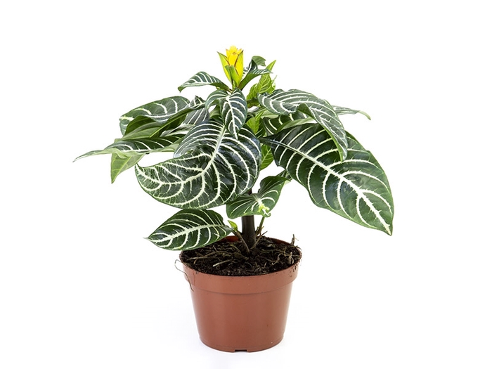 <h4>APHELANDRA COM FLOR P15 COM FLOR</h4>