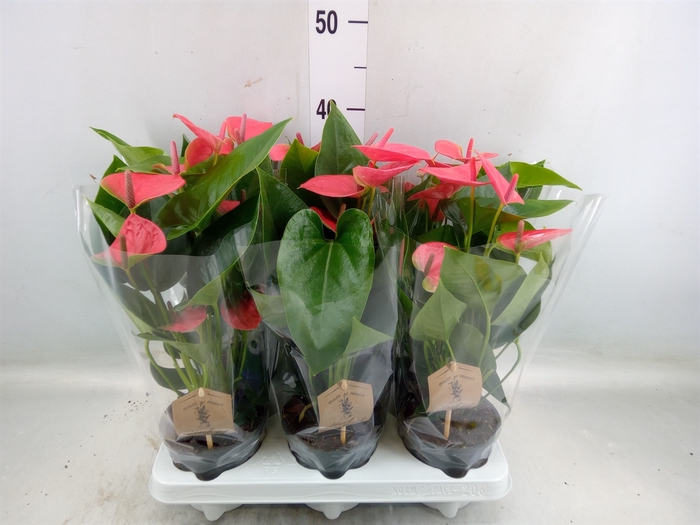 <h4>Anthurium andr. 'Sweet Dream'</h4>