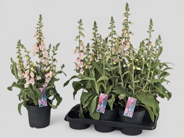 <h4>DIGI PU LUCAS</h4>