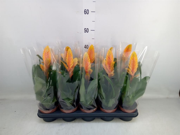 <h4>Vriesea  'Energy'</h4>