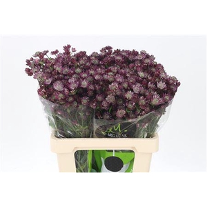 Astrantia Star Of Desire Dark Red