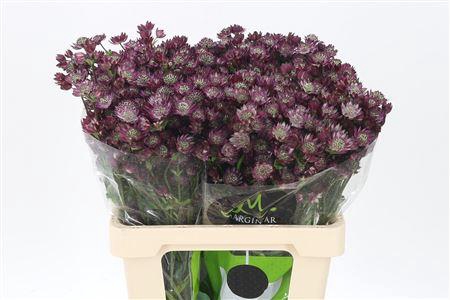<h4>Astrantia Star Of Desire Dark Red</h4>