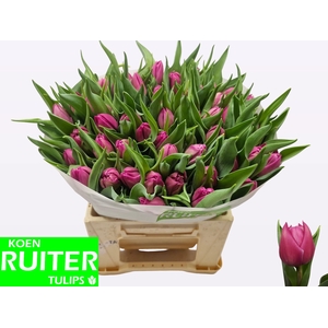 TU DU DOUBLE PRINCES