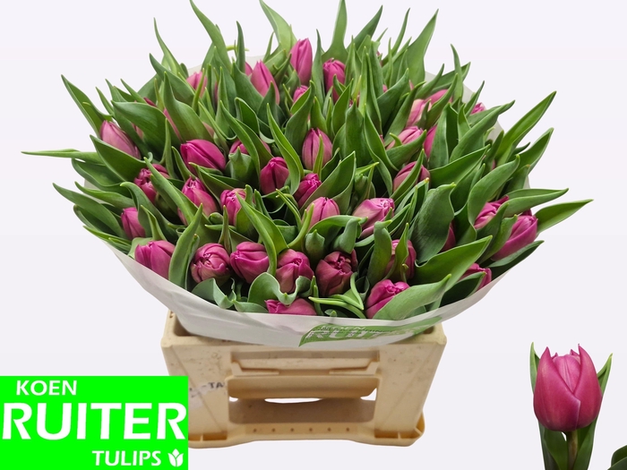 <h4>TU DU DOUBLE PRINCES</h4>