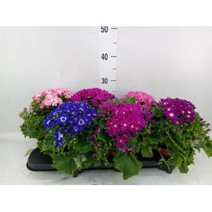 Pericallis cr. 'Star Wars'