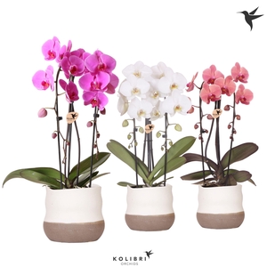 Kolibri Orchids Phalaenopsis Cascade Niagara Fall mix 2 spike in Imperfect Bag pot
