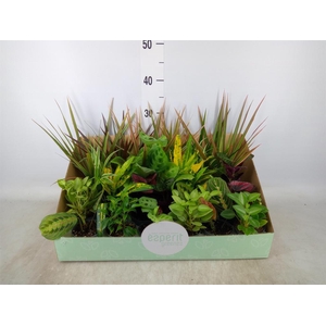 Planten  ..mix