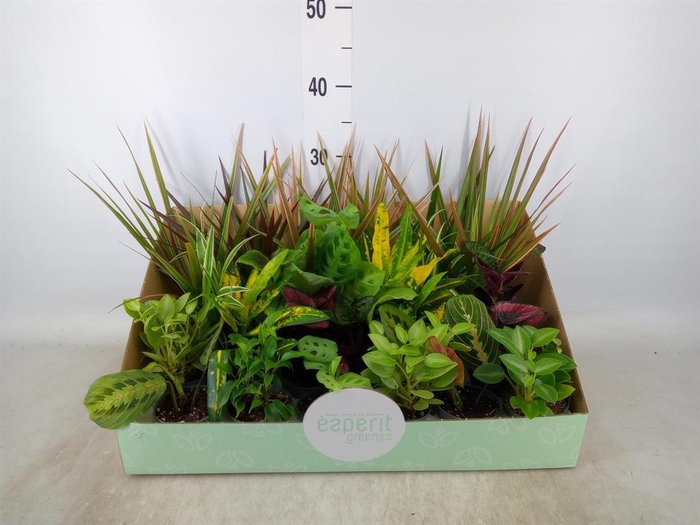 <h4>Planten  ..mix</h4>