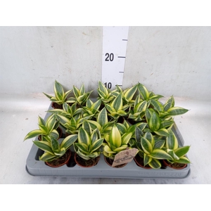 Sansevieria trifa. 'Golden Hahnii'