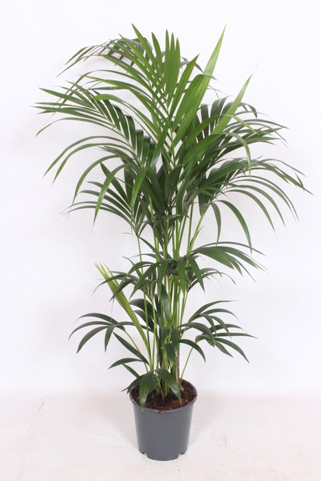 <h4>Howea forsteriana 6 per pot</h4>