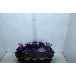 CYCLAMEN DRAGON P11 VARIADO