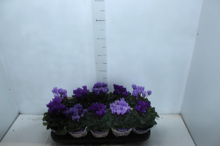 <h4>CYCLAMEN DRAGON P11 VARIADO</h4>