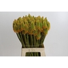 Kniphofia Eycone Peach