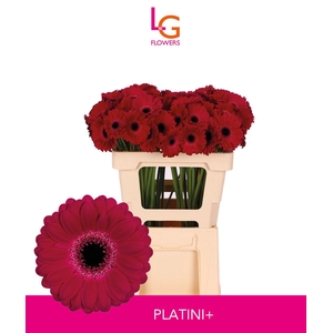 Germini Platini Water