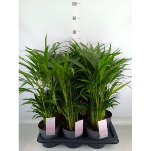Dypsis lutescens   ...Chrysalidoca