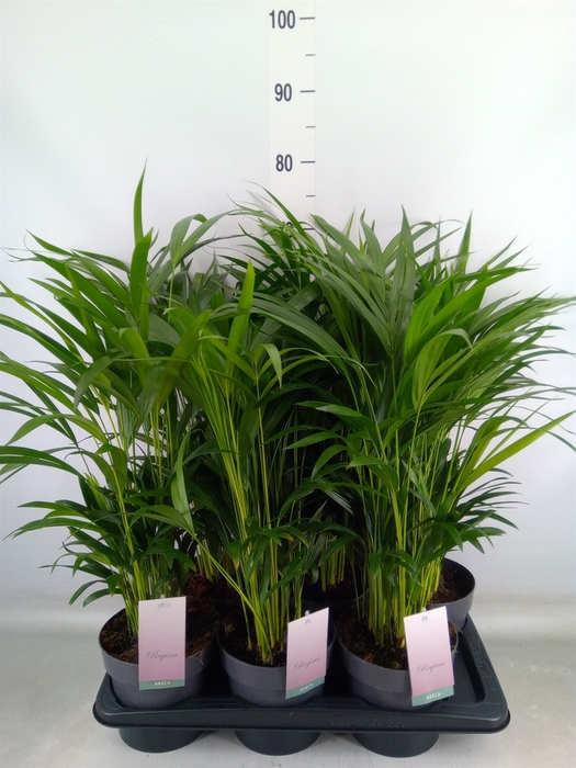 <h4>Dypsis lutescens   ...Chrysalidoca</h4>