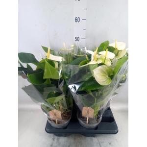 Anthurium andr. 'Cocos'